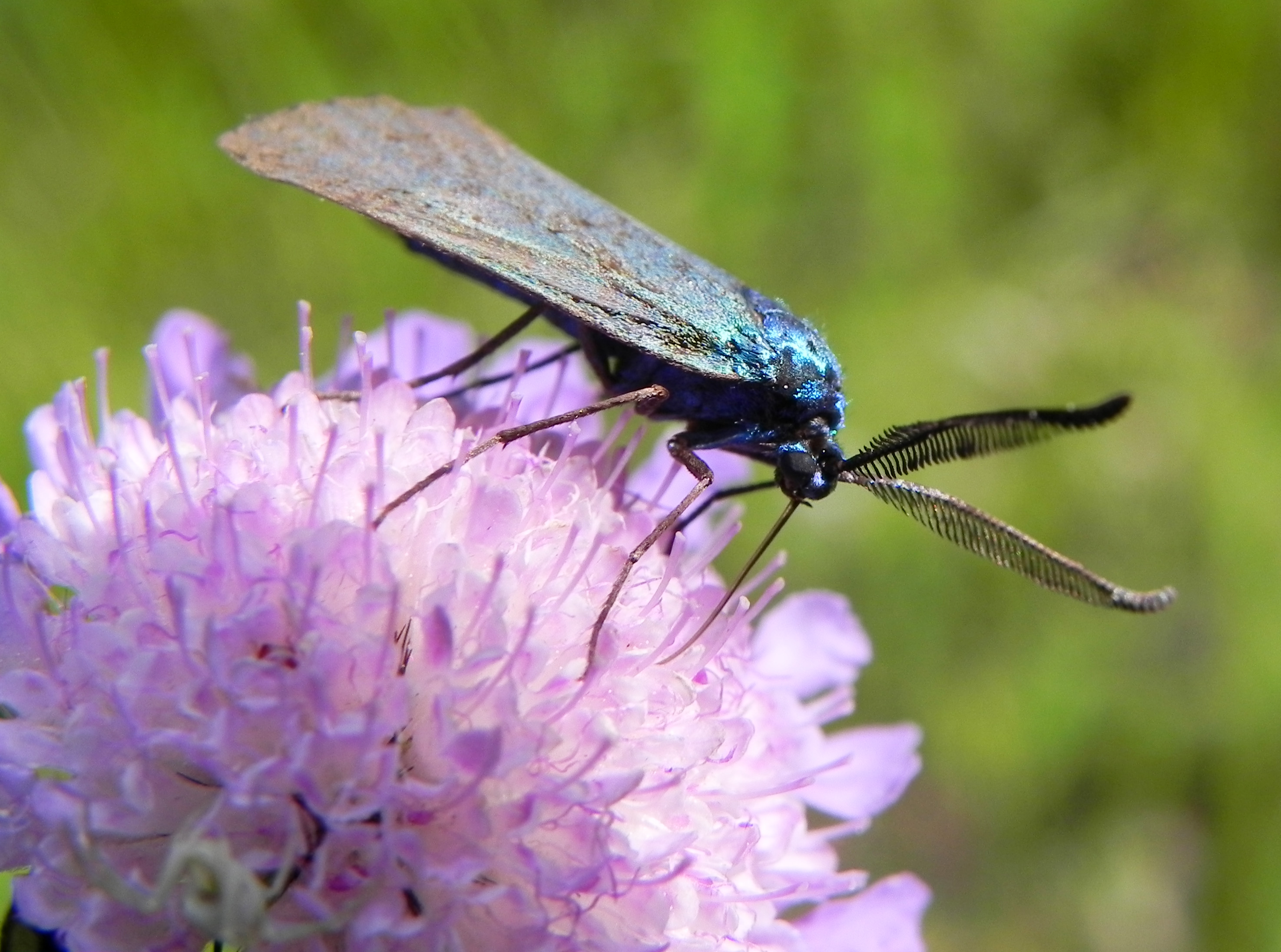 fam. Zygaenidae. Italia, Garda Lakes Pre Alps, 5 Jul 2014, Provided by Paolo for didactics, but not shot with children.